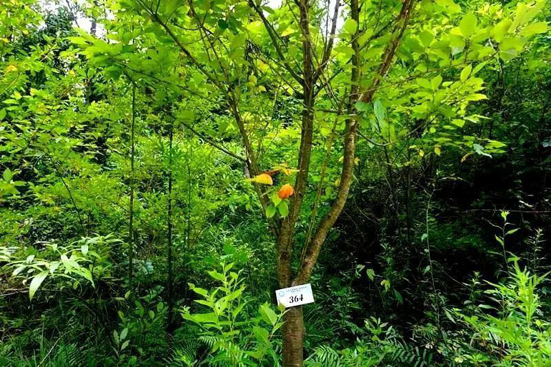 一颗树木标上了“364”的标号 一颗树木标上了“364”的标号