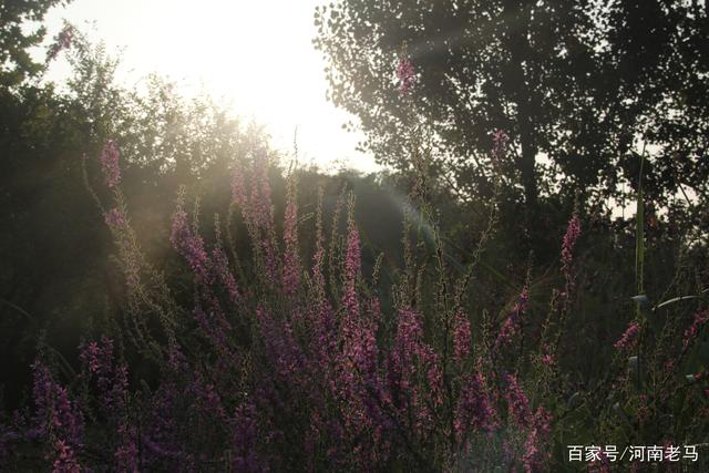 图为焦作市区一处花园